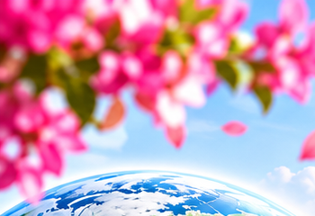 Bougainvillea flowers