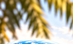 Date palm fronds